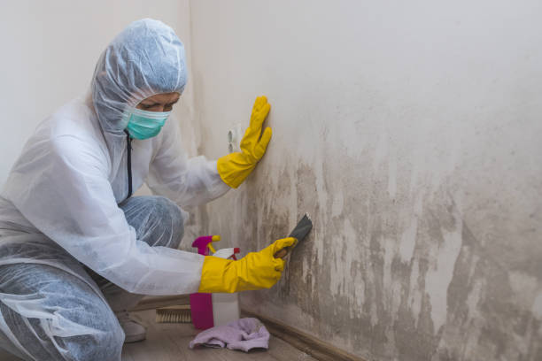 Best Black Mold Removal  in Telford, PA