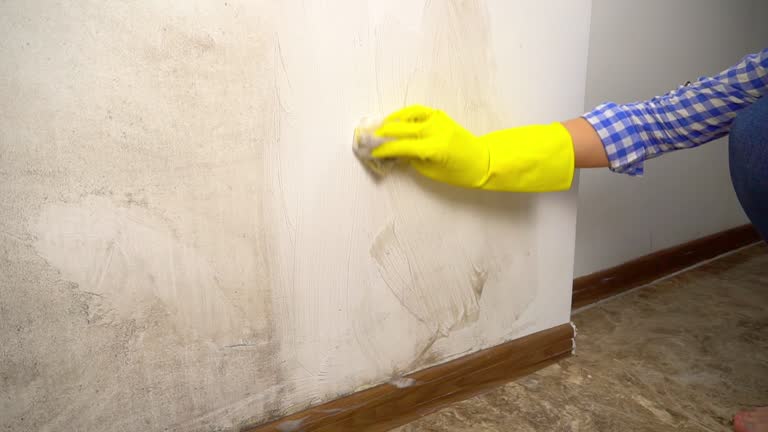 Best Water Damage & Mold Remediation  in Telford, PA