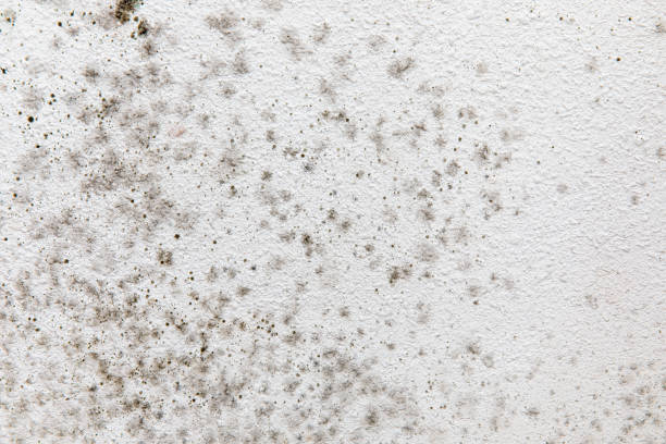 Best Industrial Mold Remediation  in Telford, PA