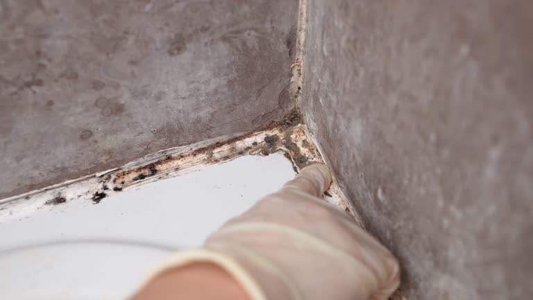 Best Real Estate Mold Inspection  in Telford, PA
